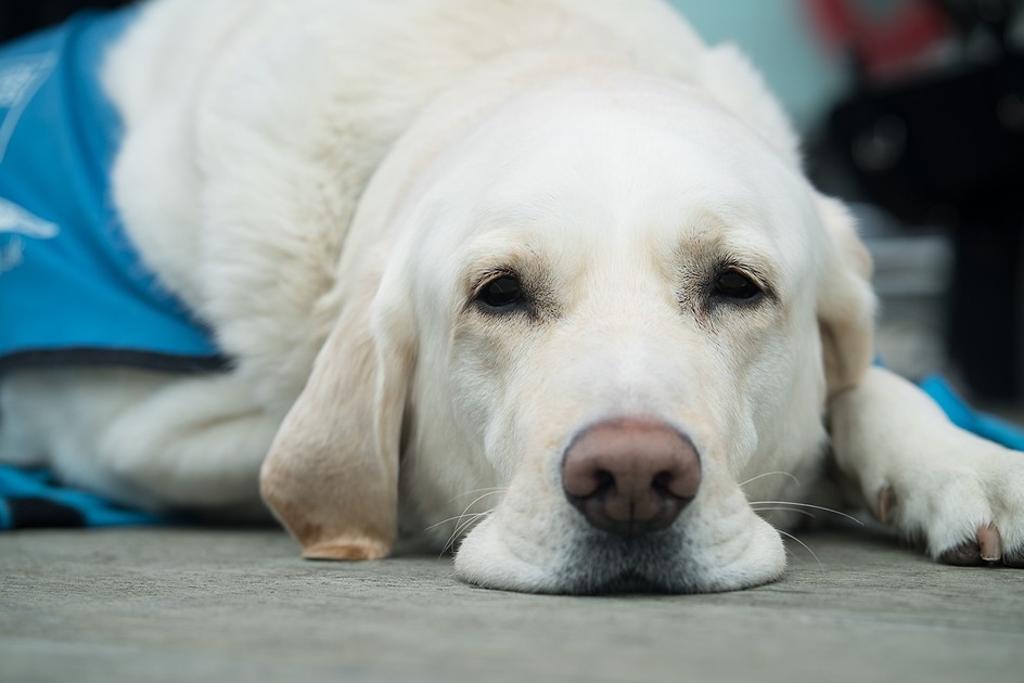 Guide dog for the blind taking a break