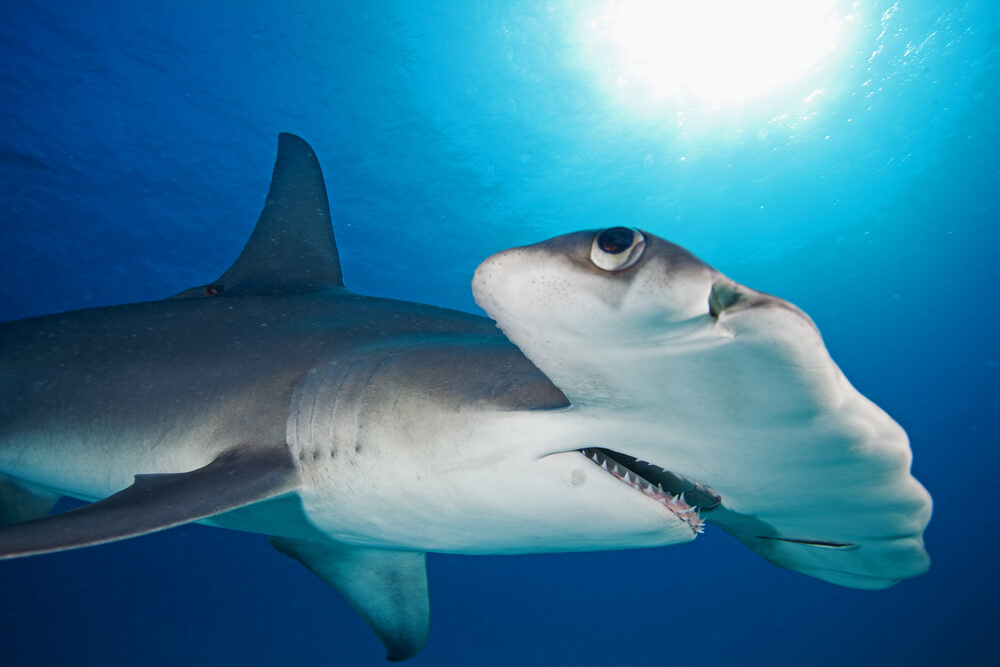 Hammerhead Shark big eyes