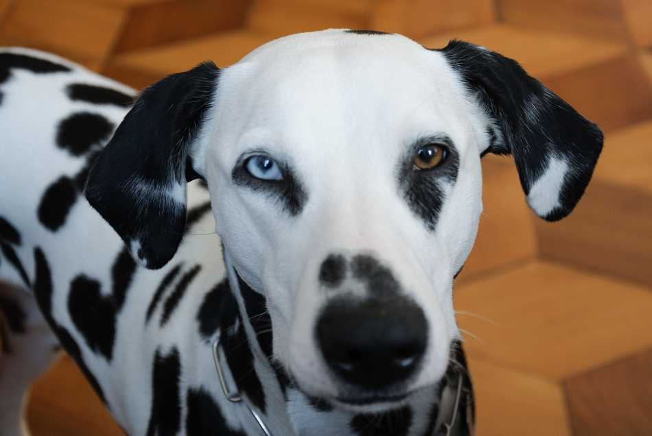 heterochromia